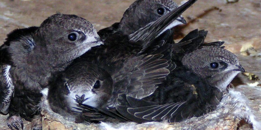 In ihren Nestern hoch oben unter den Dachziegeln kann es tagsüber mehr als 50 Grad heiss werden. Noch flugunfähige Mauersegler verlassen dann frühzeitig das Nest und landen am Boden,...