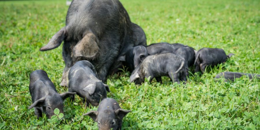 Das Bundesamt für Landwirtschaft (BLW) hat das Schwarze Alpenschwein offiziell als alte einheimische Nutztierrasse anerkannt.