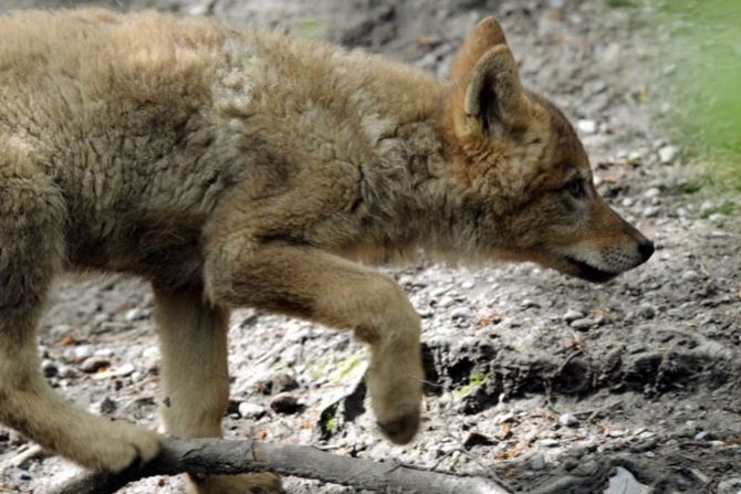 Schwyzer Wolfsrudel