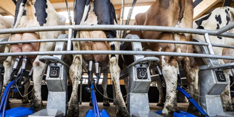 Der Bauernverband und die Milchproduzenten fordern darum höhere Milchpreise.