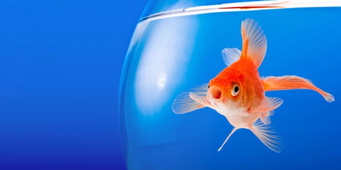 Goldfisch im Wasser