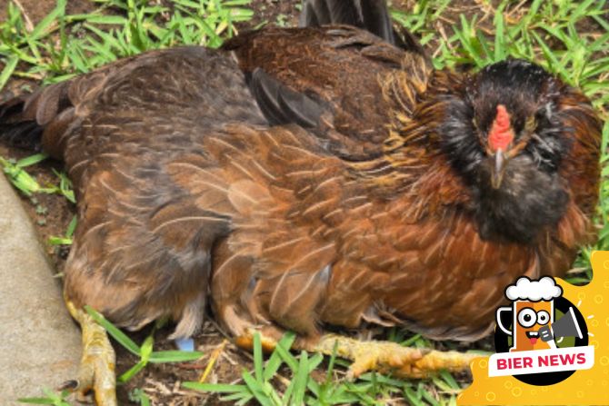 Huhn