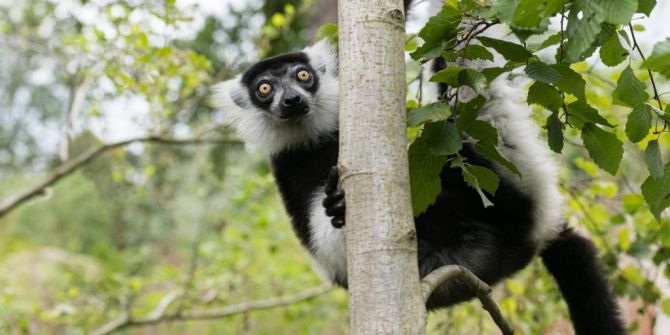 Varis Zoo Basel