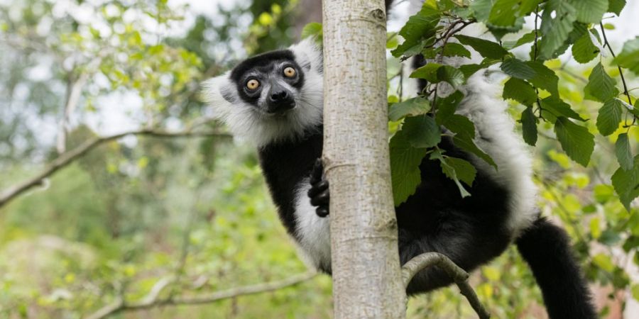 Varis Zoo Basel