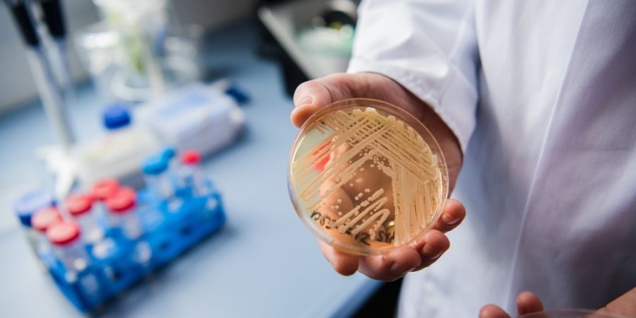 Candida Auris