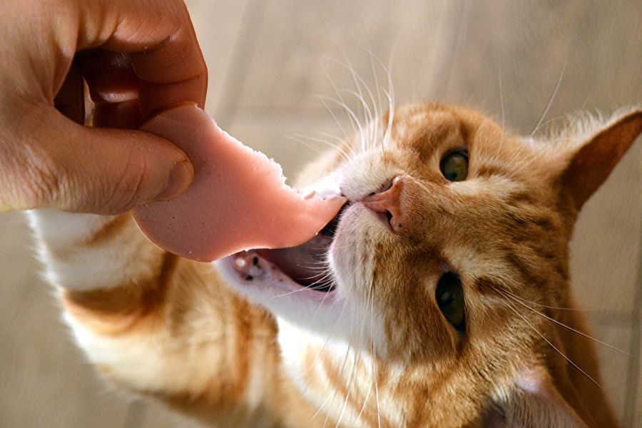 Katzen salz gefährlich