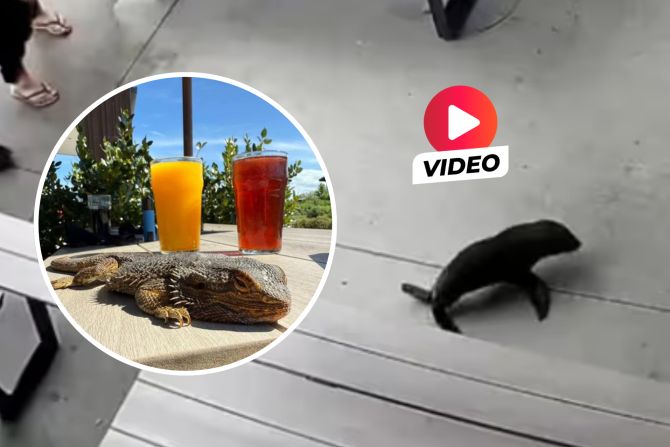 Robbenbaby Neuseeland Bar