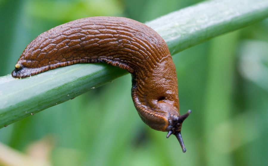 Eine Nacktschnecke verwehrte den Bewohnenden eines Mehrfamilienhauses das Schlafen. (Symbolbild)