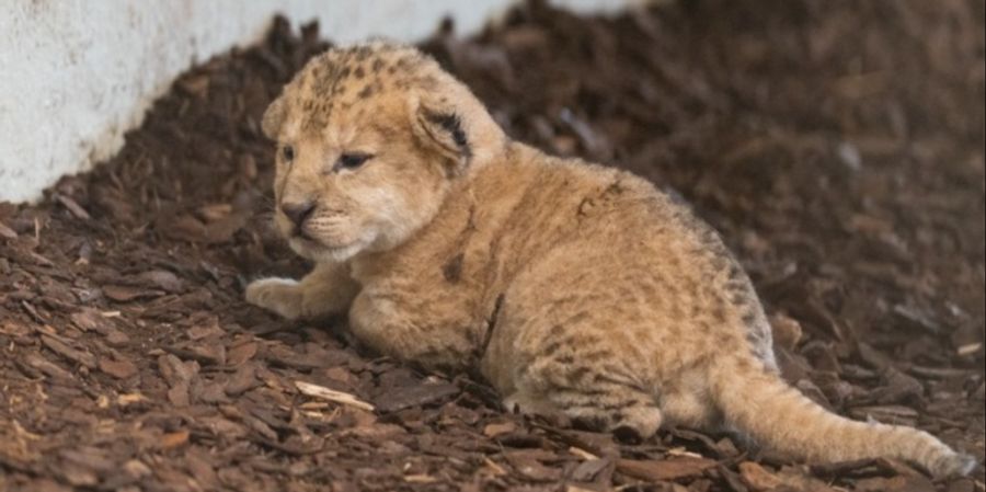 Löwenbaby Gossau SG