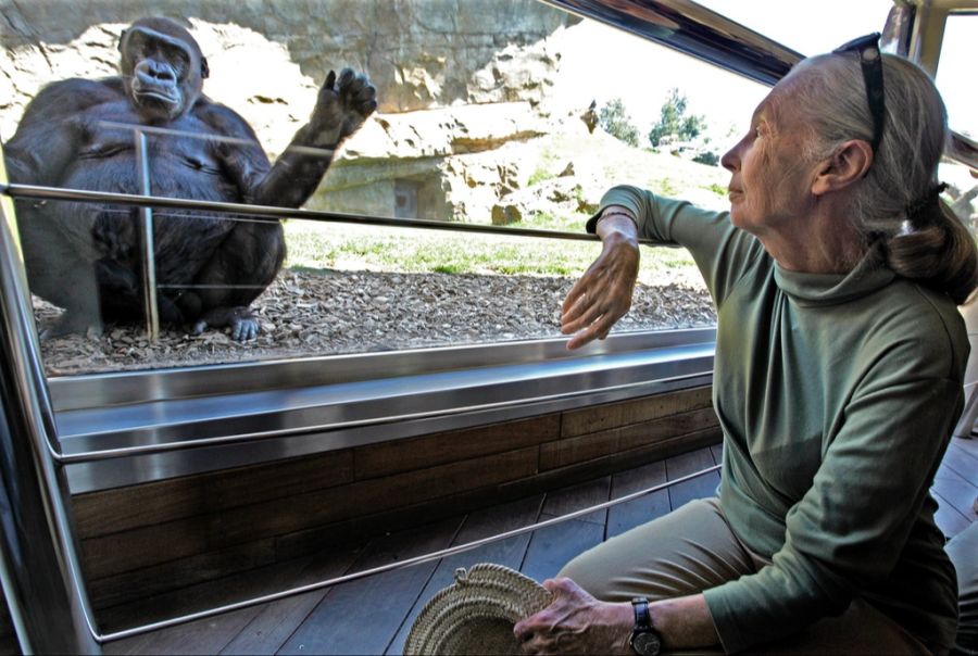 Jane Goodall