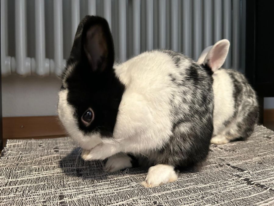 Die beiden werden ab dem 8. Januar 2026 vermittelt.