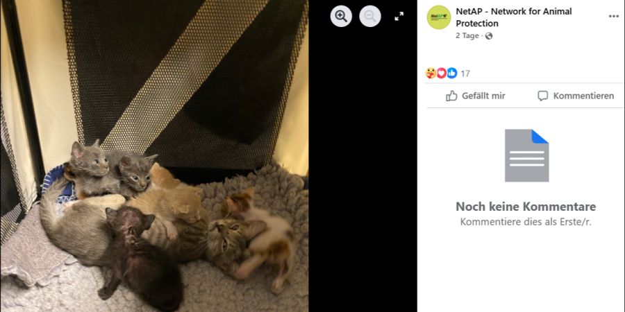 Katzenbabys