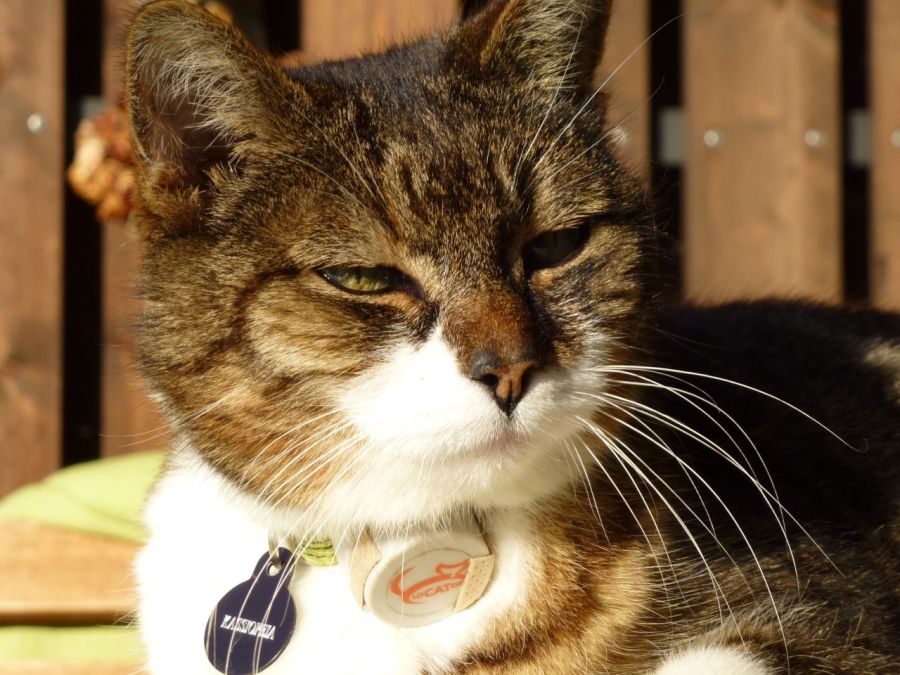 Bluetooth-Tracker erfahren derzeit einen Boom. Galaxus etwa meldet stark steigende Verkäufe von Haustier-Halsbändern. (Symbolbild)
