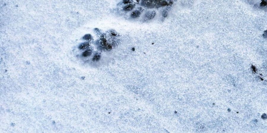 Die Spuren im Schnee am Ufer der Aare in Selzach SO sind der Beweis: Erstmals seit fast einem Jahrhundert wurde im Kanton Solothurn wieder ein Fischotter gesichtet.