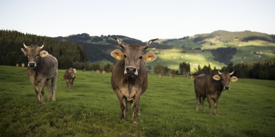 Bisher wurden die kognitiven Fähigkeiten von Nutztieren kaum untersucht. (Symbolbild)