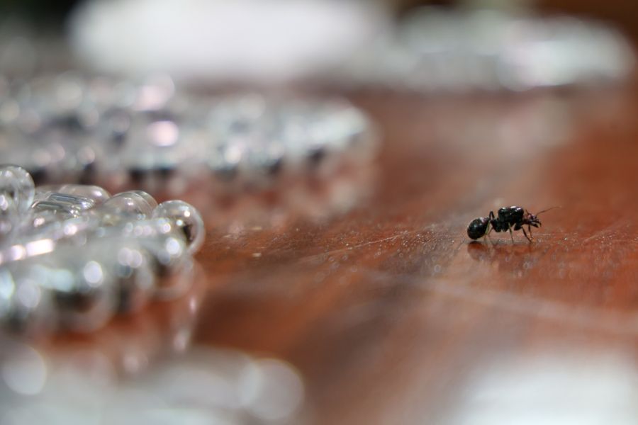 Ihnen wird illegaler Handel mit geschützten Tierarten vorgeworfen.