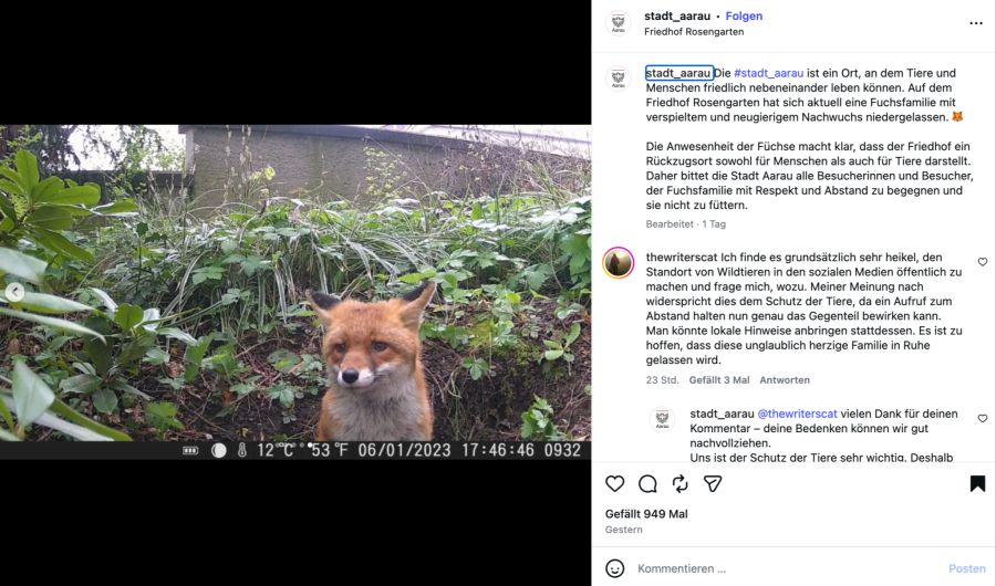 aarau fuchsfamilie