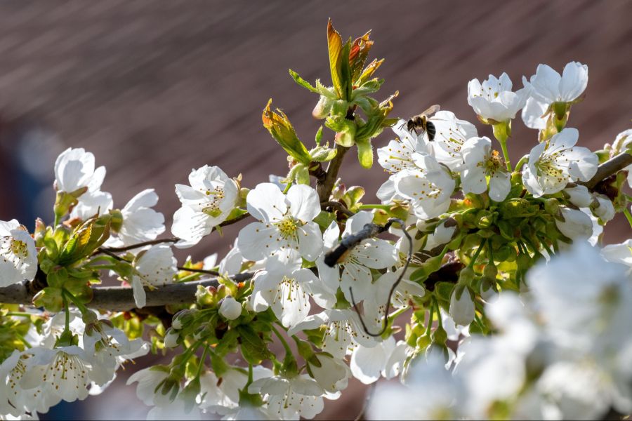 Insgesamt wird es künftig mehr Tage mit Beschwerden pro Jahr geben.