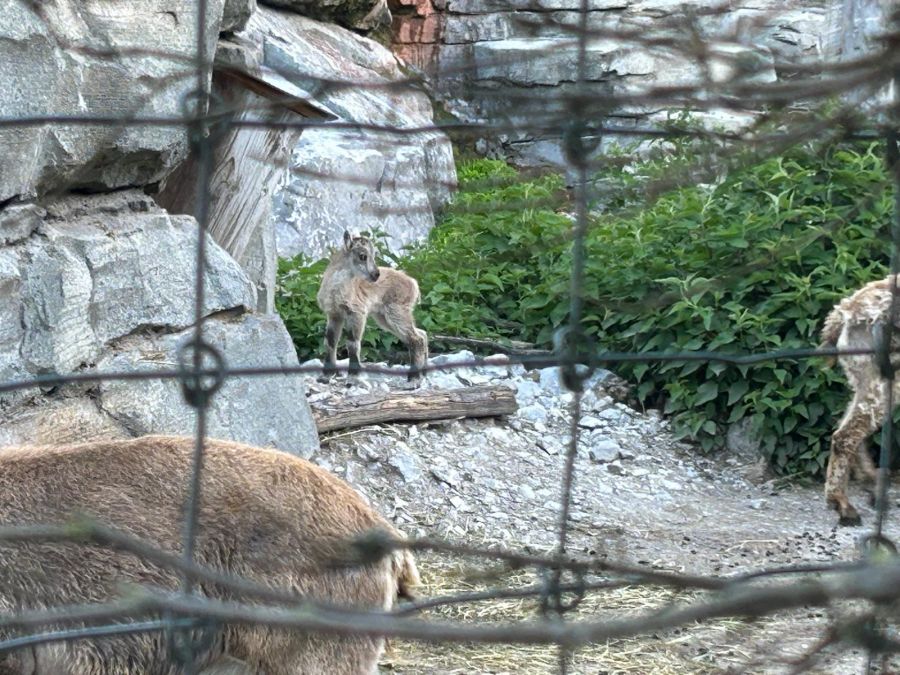 Die Steinbockkitze sind gesund und munter.