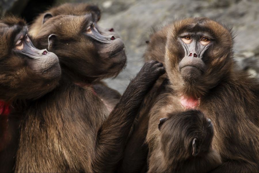 Der Zoo Zürich hat zehn Dschelada-Affen zur Populationskontrolle getötet.