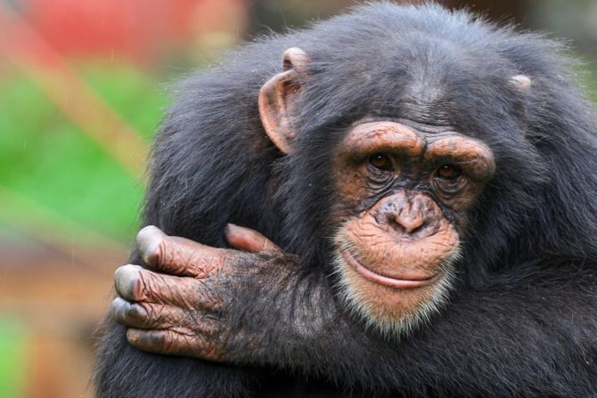 Schimpanse