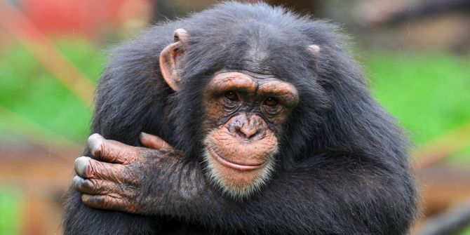 Schimpanse