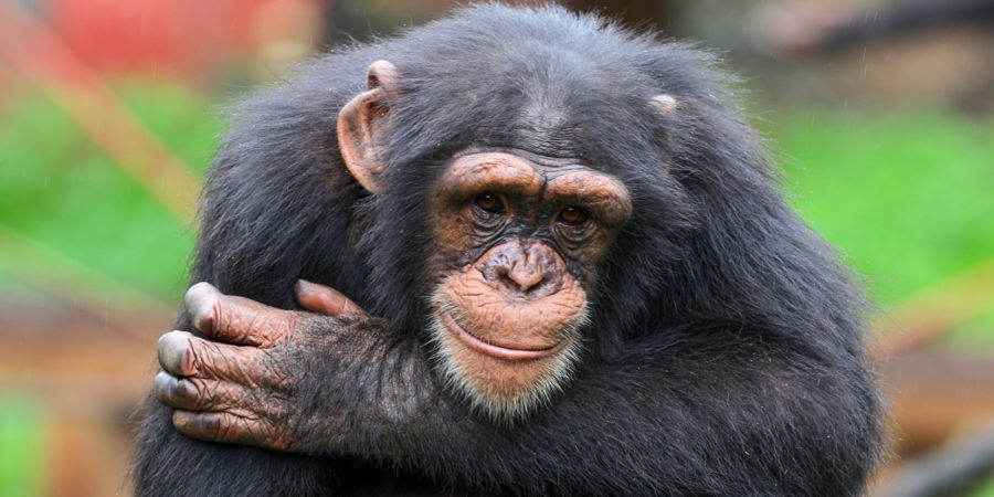 Schimpanse
