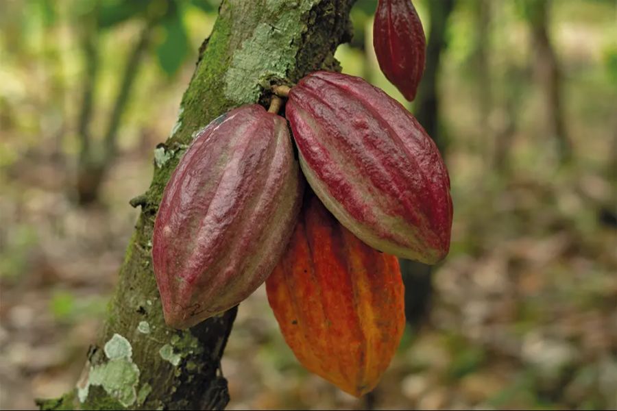 Ein grosser Teil des Kakao stammt aus Westafrika – zum Beispiel aus Togo.
