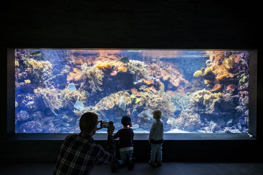 Entstanden sind die neuen Produkte in Zusammenarbeit mit der Fleischerei Mérat AG.