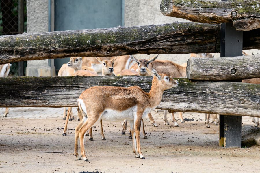 Eine Hirschziegenantilope wurde im Zoo in Wien von einem Unbekannten erschossen.