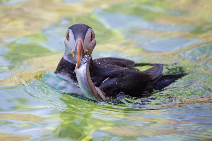Die Papageitaucher im Tierpark Bern bevorzugen es, mit Fischen gefüttert zu werden.