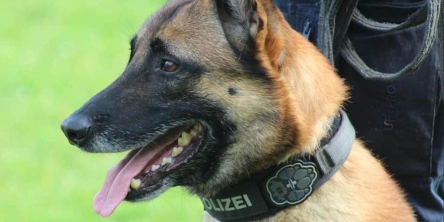 Polizeihund Enox
