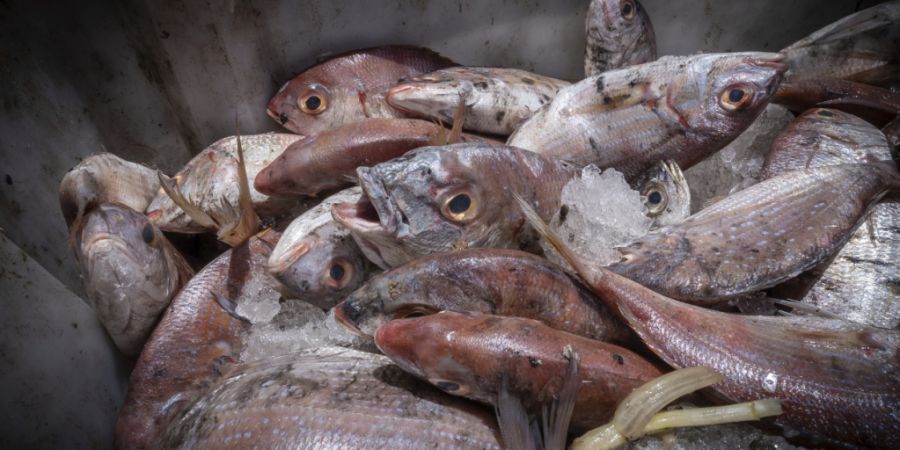 Die EU unterstützt Fischer und Aquakulturerzeuger aufgrund höherer Energie- und Rohstoffpreise. (Symbolbild)