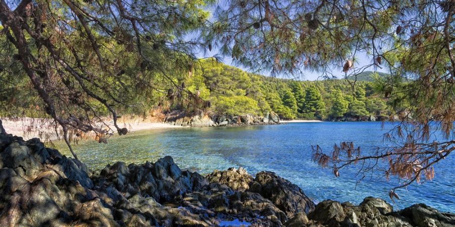 Griechenland Sithonia Chalkidiki Bäume Blick Meer