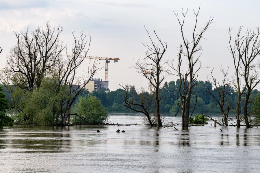 Bayern, Straubing: Bäume stehen im Hochwasser der Donau.