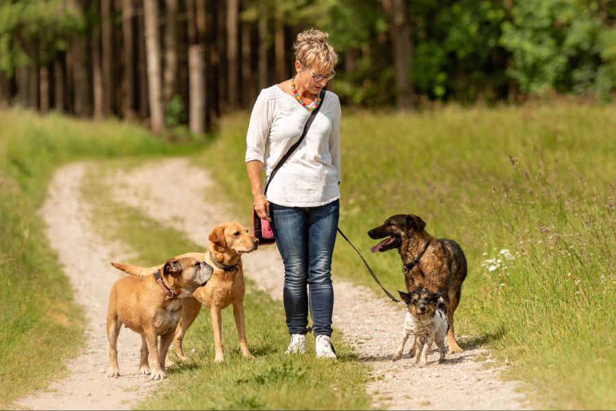 Frau mit mehreren Hunden