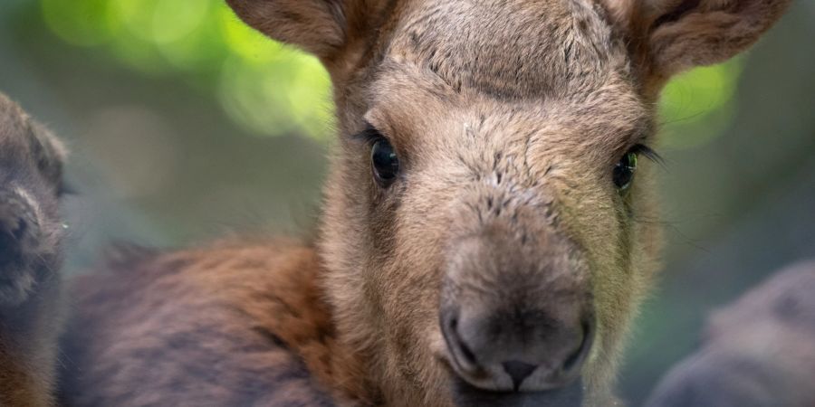 Na, wer guckt denn da? Auch zwei junge Elchkälbchen erkunden seit gestern die Weiten der Tierparkwiese.