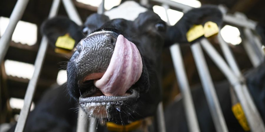 Schweizer Tiere können nun endlich gegen Blauzungenkrankheit geimpft werden. (Symbolbild)