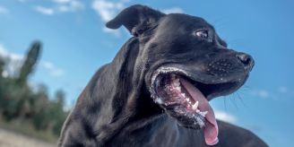 St. Gallen - Hund beisst Bub (11) in Oberschenkel – Halter gesucht St. Gallen - Hund beisst Bub (11) in Oberschenkel – Halter gesucht