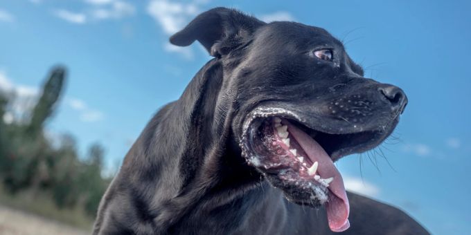 In St. Gallen wurde ein Kind von einem grossen Hund mit dunklem Fell gebissen. (Symbolbild) Hund beisst