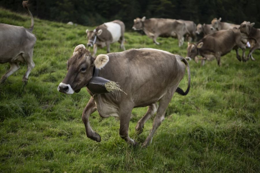 Die Tierrechtsorganisation Peta Schweiz ruft zum Wohl der Tiere auf, den Almabtrieben fernzubleiben.