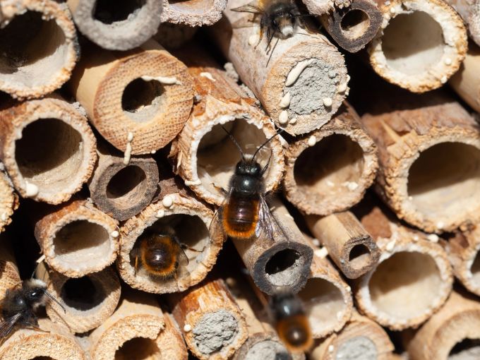 Sterben Insekten aus, finden Vögel oft keine Nahrung mehr. Insekten
