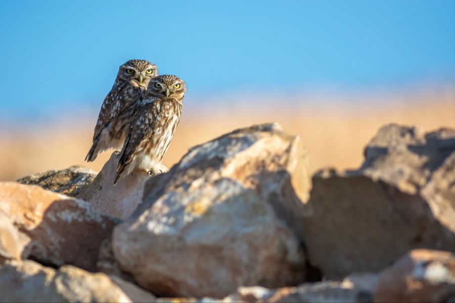 Souss Massa Nationalpark, Eulen