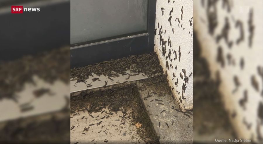 Beim Hauseingang von Nadja Sieber in Sargans tauchen immer wieder hunderte Raupen auf.