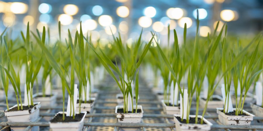 Syngenta hat in den ersten neun Monaten des Geschäftsjahres 2026 den Betriebsgewinn bei etwas tieferen Umsatz leicht verbessert. Der Agrochemiekonzern hat dafür das Geschäft auf ertr...