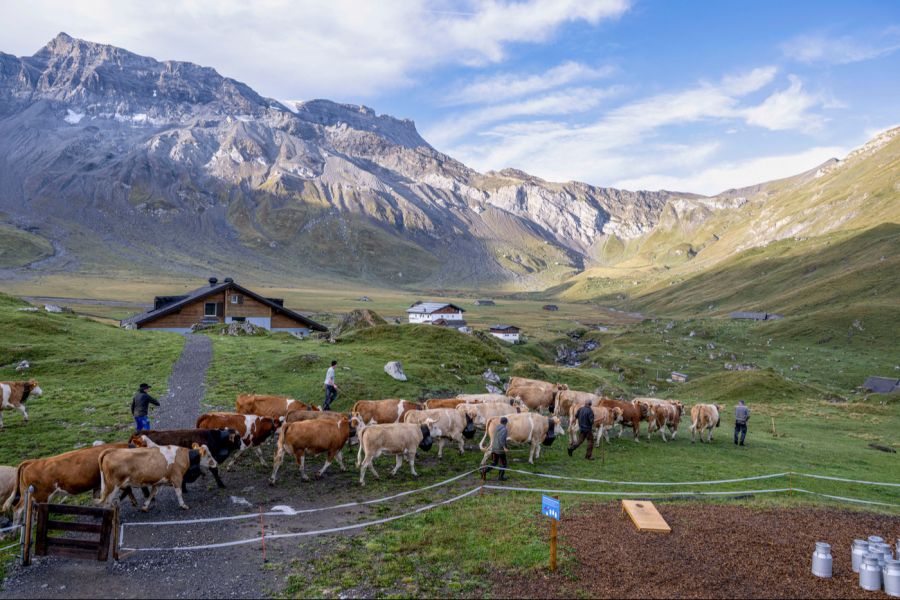 Auch Vorkommnisse an Alp-Nutztieren auf über 2000 Metern stützen die These.