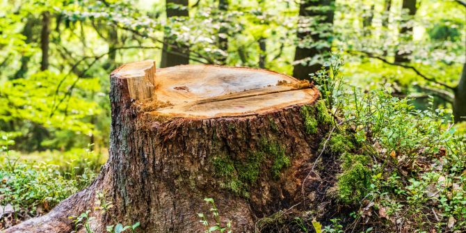 Baum ansägen gefällt