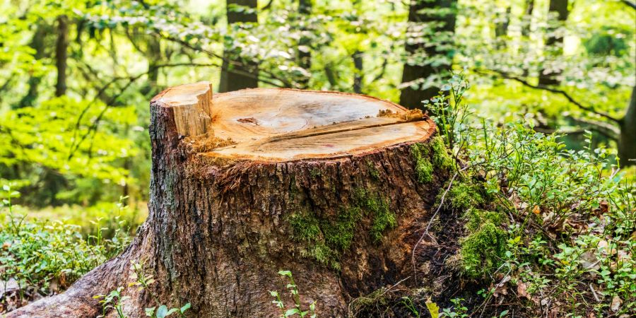 Baum ansägen gefällt