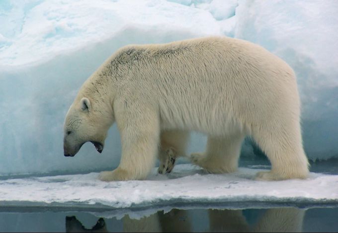 Eisbär