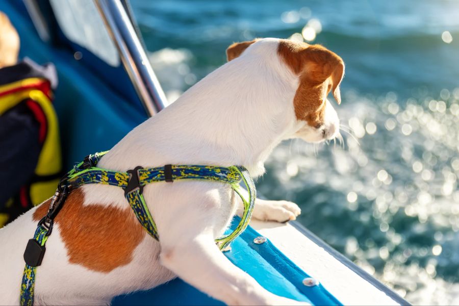 Hund auf Boot